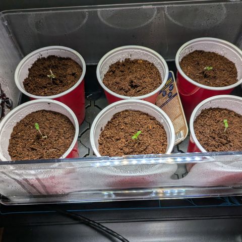 Hella Jelly #1 growlog timeline photo