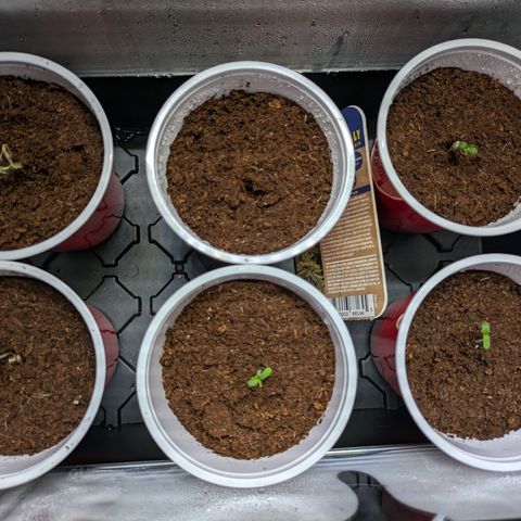 Hella Jelly #1 growlog timeline photo