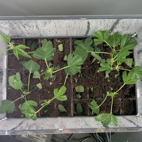 Fortune Cookie X Do-si-do #6 growlog timeline photo