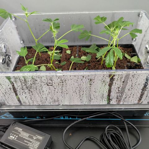 Fortune Cookie X Do-si-do #6 growlog timeline photo
