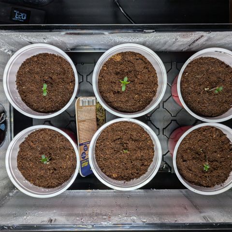 Hella Jelly #1 growlog timeline photo