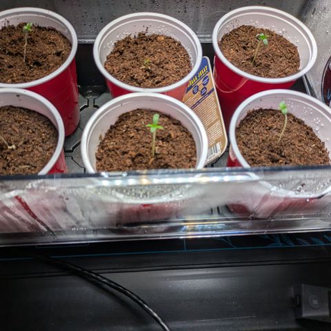 Hella Jelly #1 growlog timeline photo