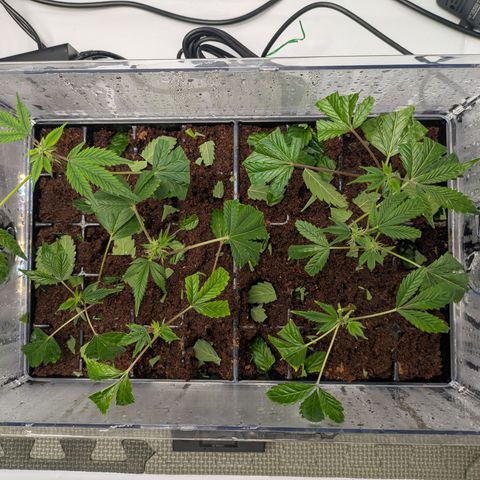Fortune Cookie X Do-si-do #6 growlog timeline photo