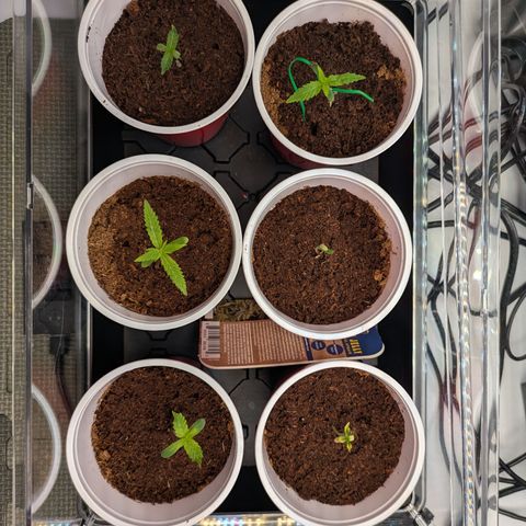 Hella Jelly #1 growlog timeline photo