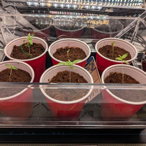 Hella Jelly #1 growlog timeline photo