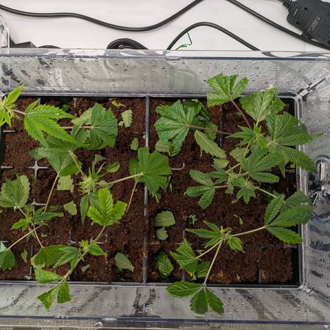 Fortune Cookie X Do-si-do #6 growlog timeline photo