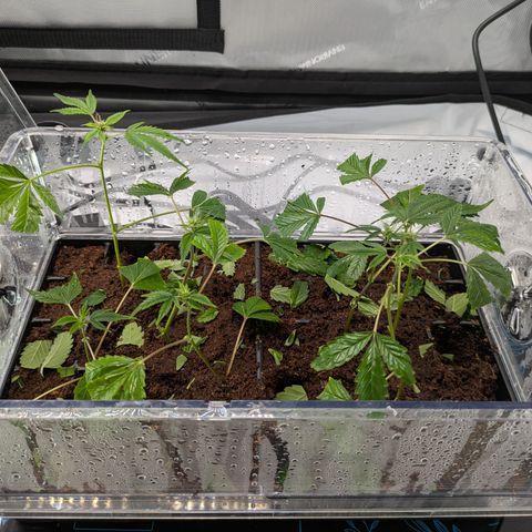 Fortune Cookie X Do-si-do #6 growlog timeline photo