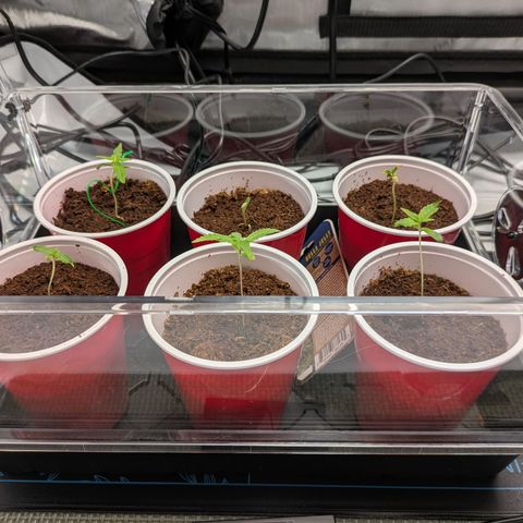 Hella Jelly #1 growlog timeline photo