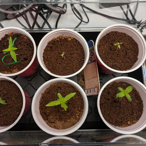 Hella Jelly #1 growlog timeline photo