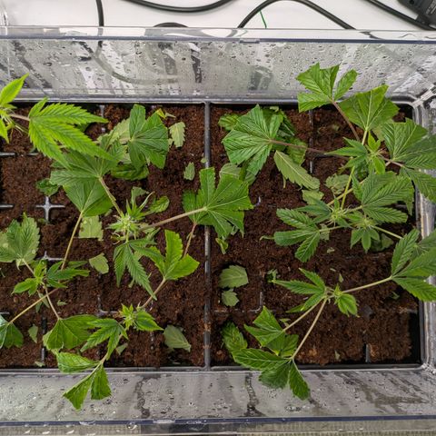 Fortune Cookie X Do-si-do #6 growlog timeline photo