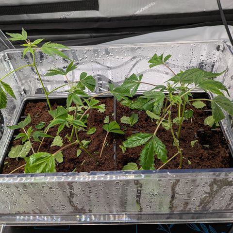Fortune Cookie X Do-si-do #6 growlog timeline photo