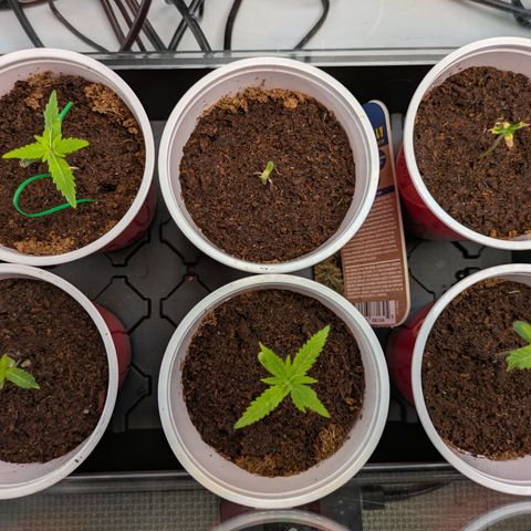 Hella Jelly #1 growlog timeline photo