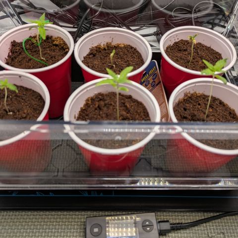 Hella Jelly #1 growlog timeline photo