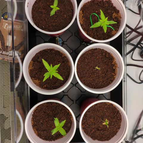Hella Jelly #1 growlog timeline photo