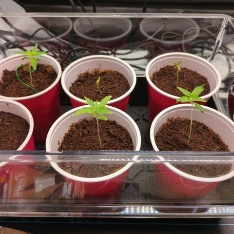Hella Jelly #1 growlog timeline photo