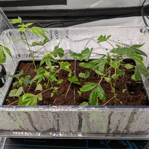 Fortune Cookie X Do-si-do #6 growlog timeline photo
