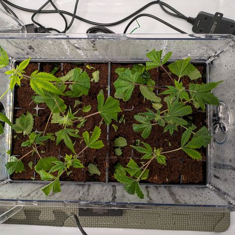 Fortune Cookie X Do-si-do #6 growlog timeline photo