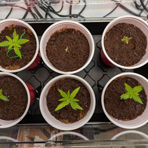 Hella Jelly #1 growlog timeline photo