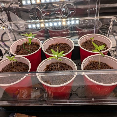 Hella Jelly #1 growlog timeline photo