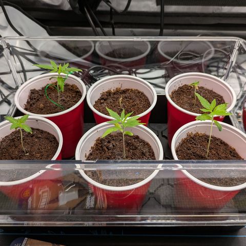 Hella Jelly #1 growlog timeline photo