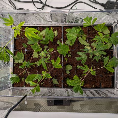 Fortune Cookie X Do-si-do #6 growlog timeline photo