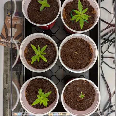 Hella Jelly #1 growlog timeline photo