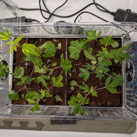 Fortune Cookie X Do-si-do #6 growlog timeline photo
