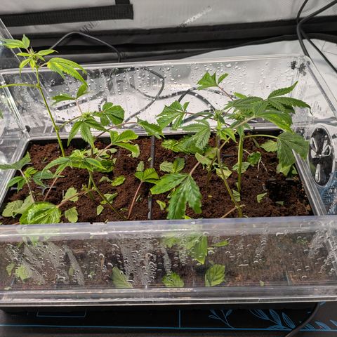 Fortune Cookie X Do-si-do #6 growlog timeline photo