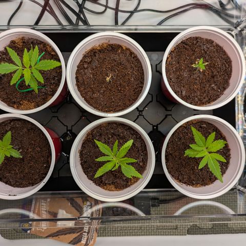 Hella Jelly #1 growlog timeline photo