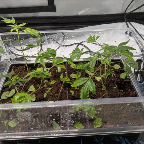 Fortune Cookie X Do-si-do #6 growlog timeline photo