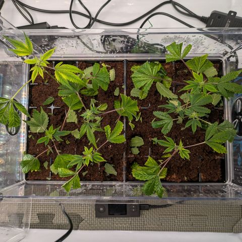 Fortune Cookie X Do-si-do #6 growlog timeline photo