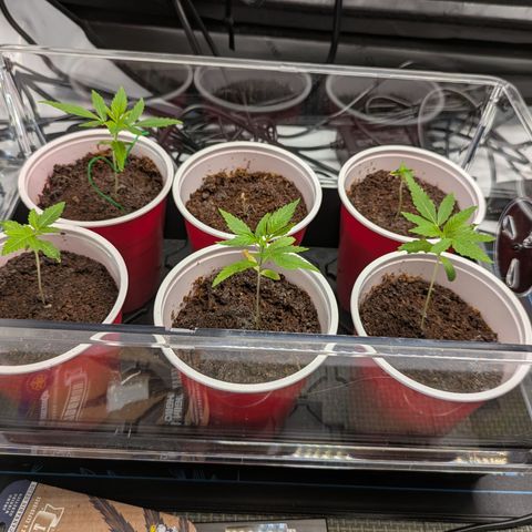 Hella Jelly #1 growlog timeline photo