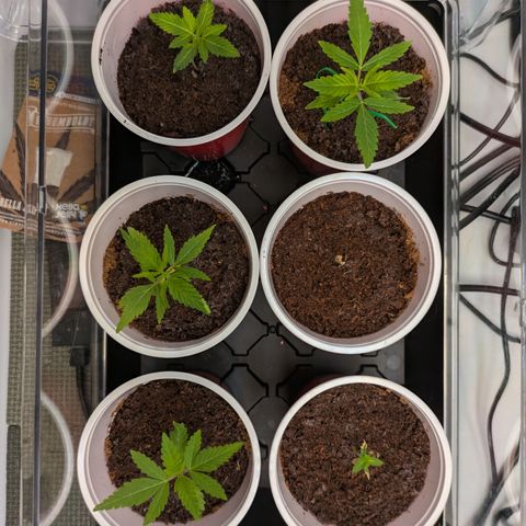 Hella Jelly #1 growlog timeline photo