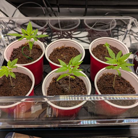 Hella Jelly #1 growlog timeline photo