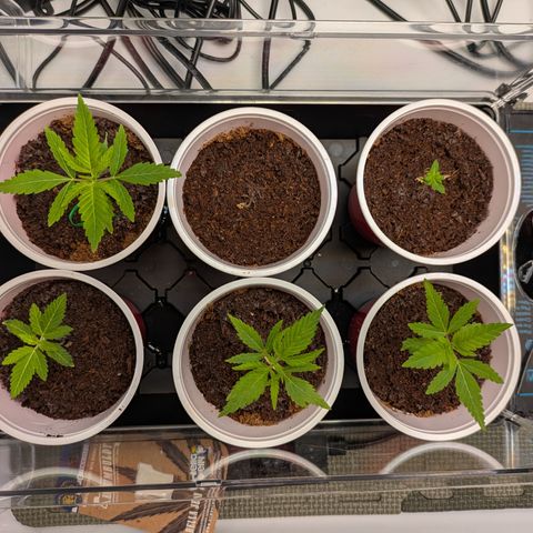 Hella Jelly #1 growlog timeline photo