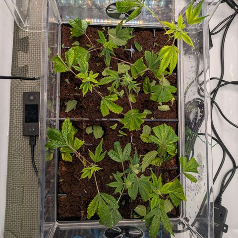 Fortune Cookie X Do-si-do #6 growlog timeline photo
