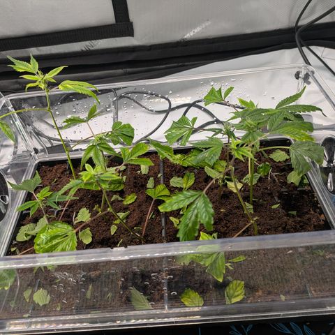 Fortune Cookie X Do-si-do #6 growlog timeline photo
