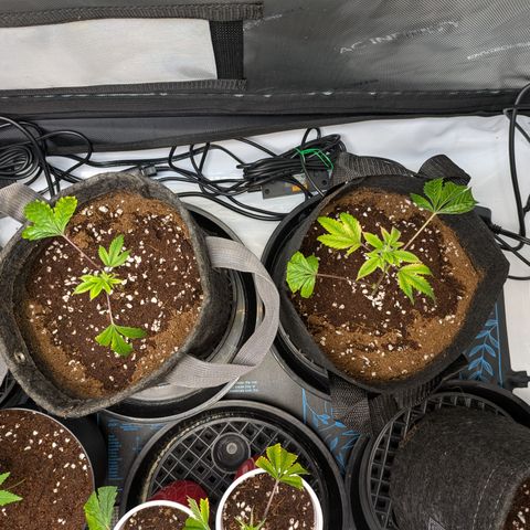 Fortune Cookie X Do-si-do #6 growlog timeline photo