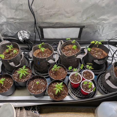 Fortune Cookie X Do-si-do #6 growlog timeline photo