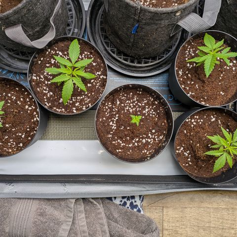 Hella Jelly #1 growlog timeline photo