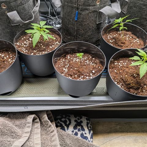 Hella Jelly #1 growlog timeline photo