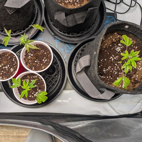 Fortune Cookie X Do-si-do #6 growlog timeline photo