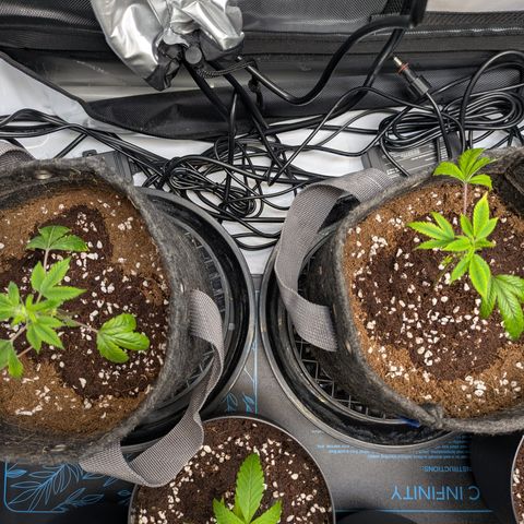 Fortune Cookie X Do-si-do #6 growlog timeline photo