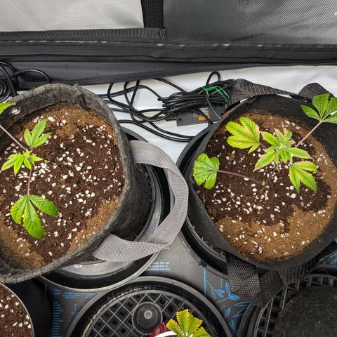 Fortune Cookie X Do-si-do #6 growlog timeline photo