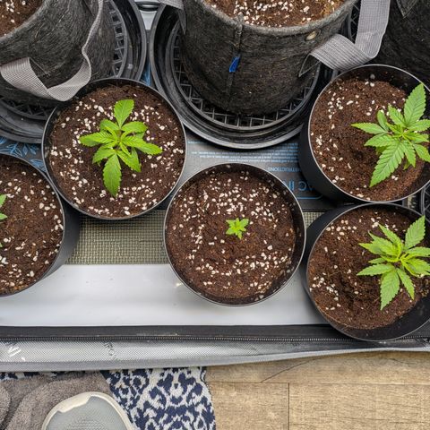 Hella Jelly #1 growlog timeline photo