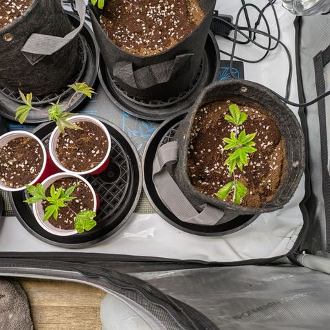 Fortune Cookie X Do-si-do #6 growlog timeline photo