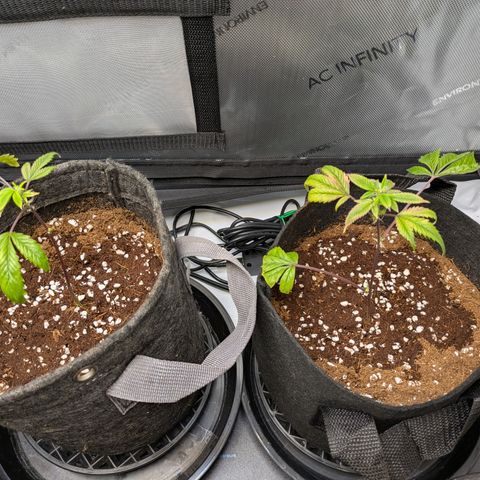 Fortune Cookie X Do-si-do #6 growlog timeline photo