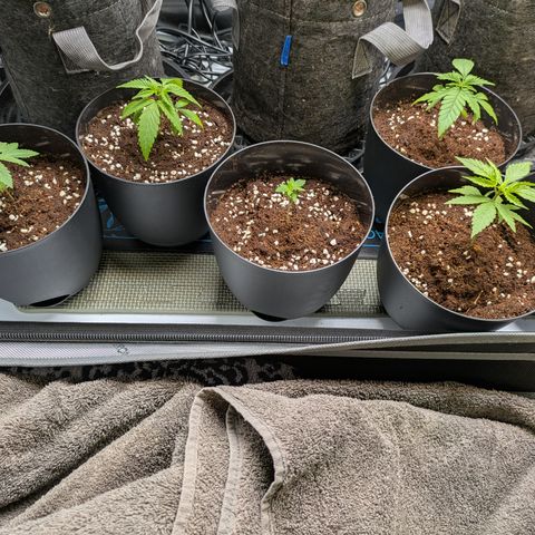 Hella Jelly #1 growlog timeline photo