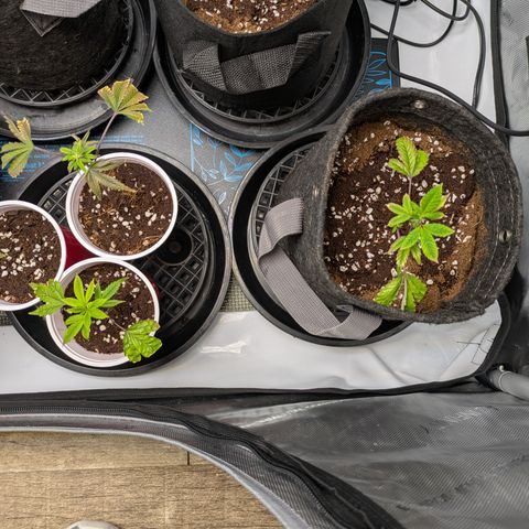 Fortune Cookie X Do-si-do #6 growlog timeline photo