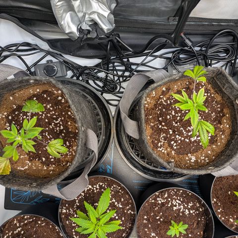Fortune Cookie X Do-si-do #6 growlog timeline photo